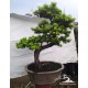 Lohansung Cincuan (Podocarpus sp)